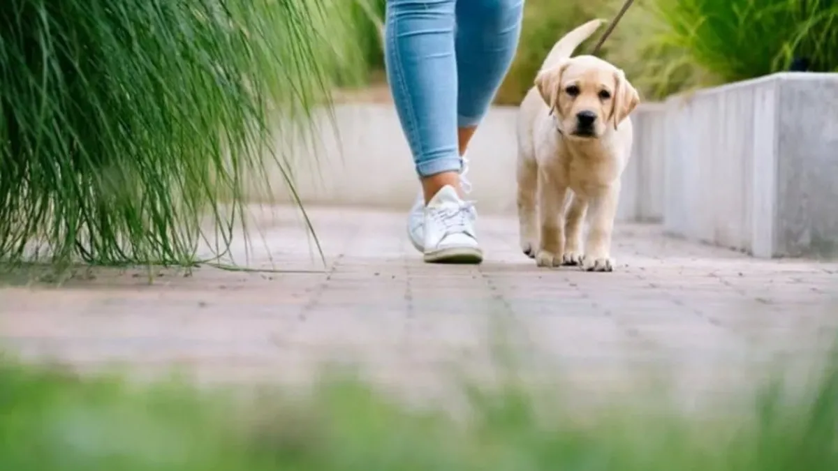 Yavru Köpek İlk Kakasını Ne Zaman Yapar? Yeni Doğan Köpek İlk Ne Zaman Kaka Yapar?